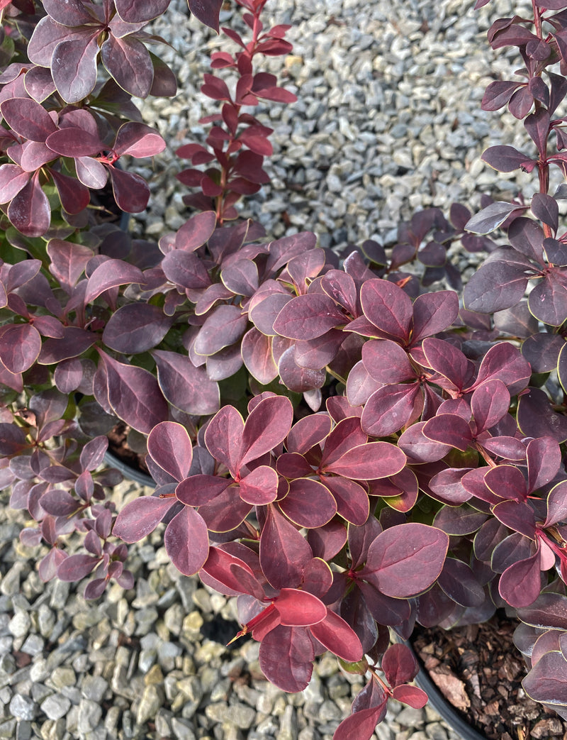 Berberis thunbergii Golden Ring 3 Litre Pot