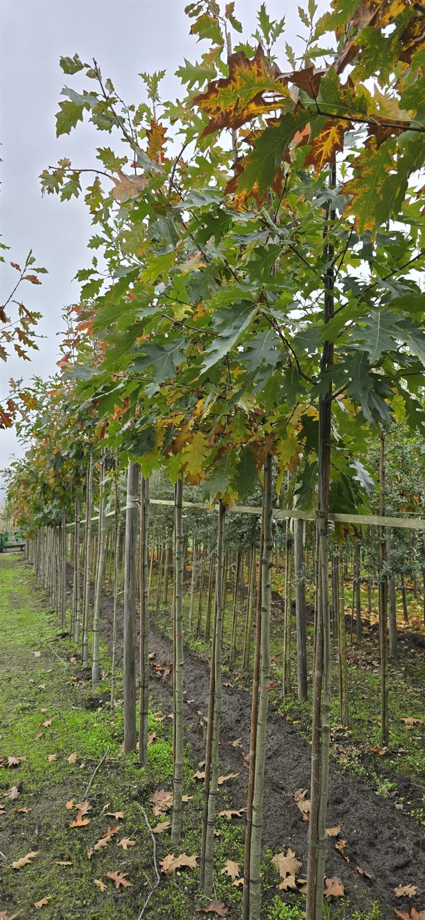 Quercus Rubra Standard 6-8cm Girth
