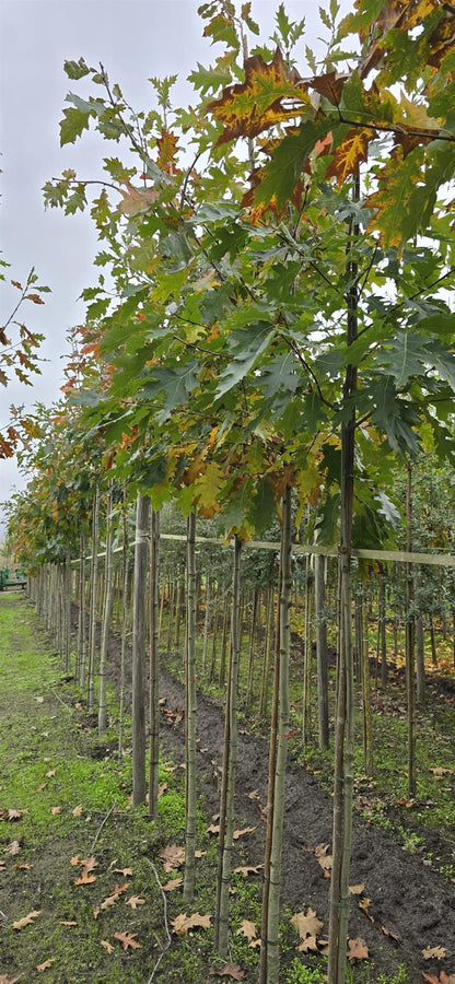 Quercus Rubra Standard 6-8cm Girth