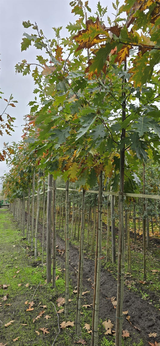 Quercus Rubra Standard 6-8cm Girth