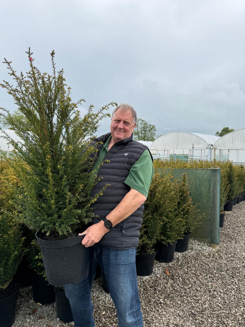 Yew Hedging 80-100cm