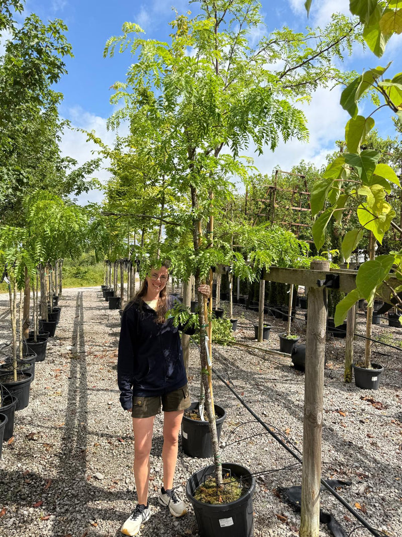 Gleditsia Tria. Skyline 8-10cm Girth 35 Litre Pot Seconds