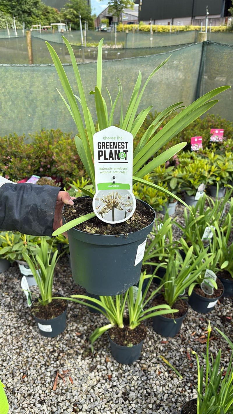 Agapanthus Leicester 3.5 Litre Pot
