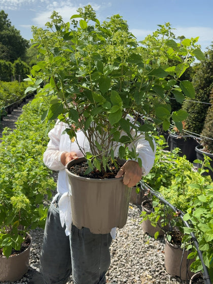 Hydrangea Paniculata Limelight 15 Litre Pot