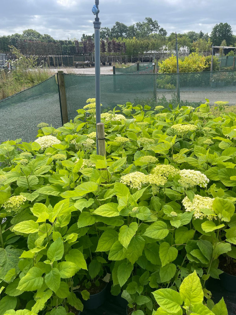 Hydrangea arborescens Annabelle 5 Litre Pot