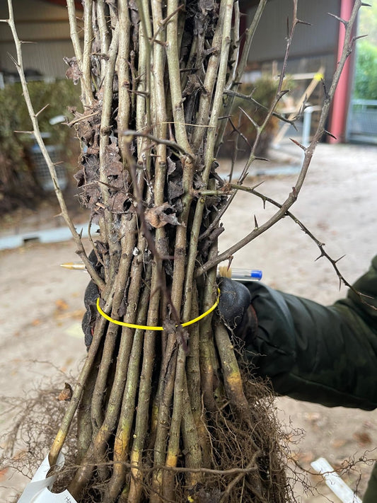 Field Maple Hedging Bare Root 40/60 cm Delivery from November