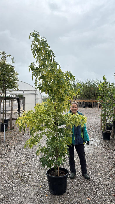 Liquidambar styraciflua Aurea 30 Litre Pot