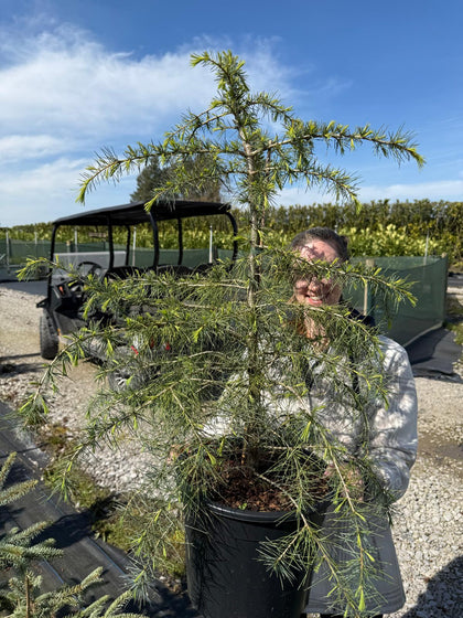 Cedrus Deodara 10 Litre Pot
