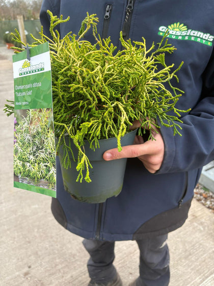 Chamaecyparis Tsatsumi Gold 2.5 Litre Pot