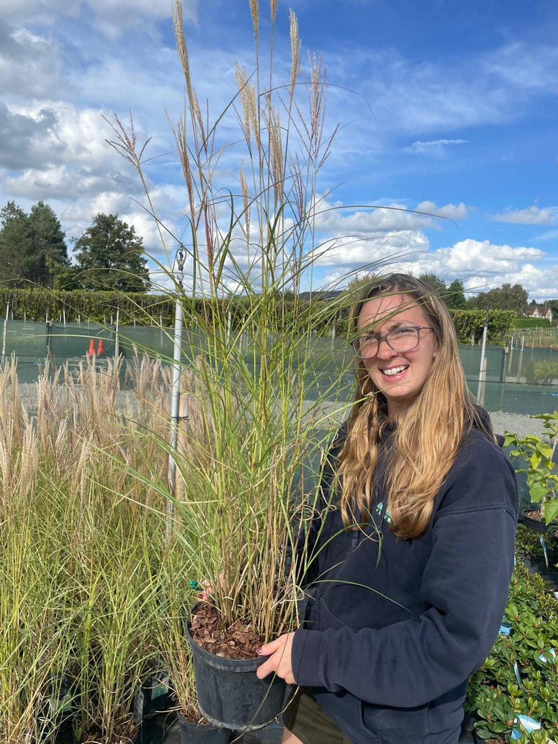 Miscanthus sin Kleine Silberspinne 5 Litre Pot