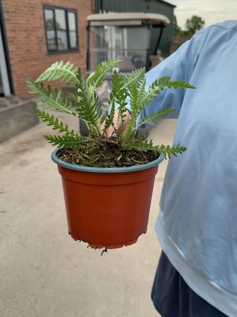 Achillea Cloth Of Gold 2 Litre Pot