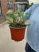 Achillea Cloth Of Gold 2 Litre Pot