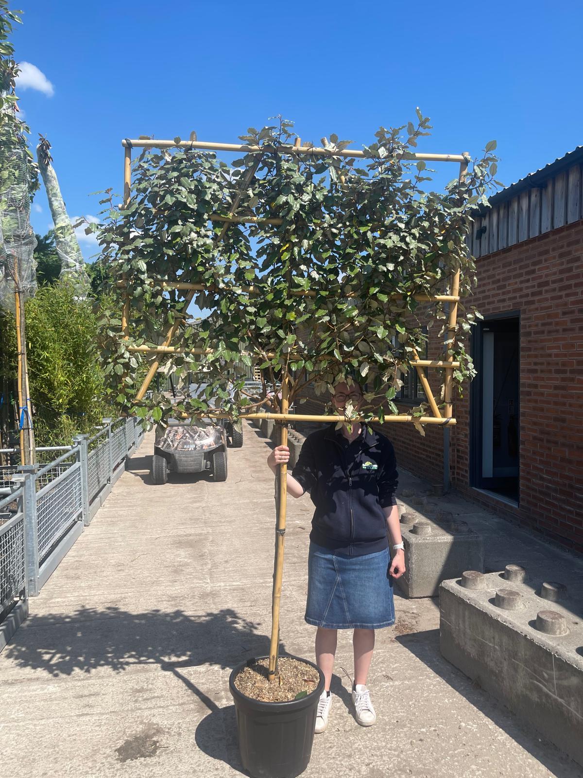 Elaeagnus E. Compacta Pleached Std 8/10cm Girth 120cm Stem 120H x 150cm W Frame