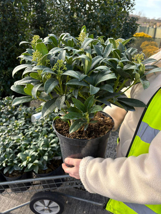 Skimmia Japonica 5 Litre Pot