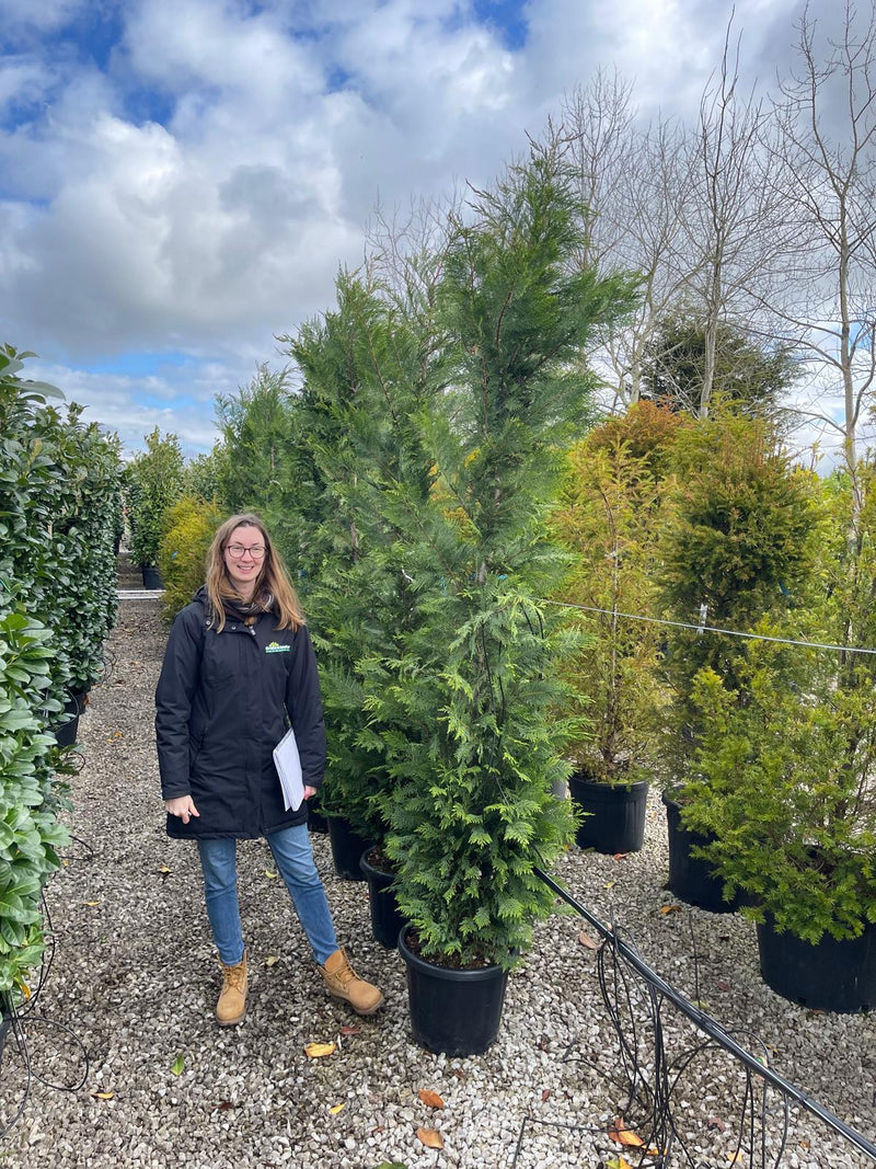 Leylandii Hedging 35 Litre Pot 275/300cm