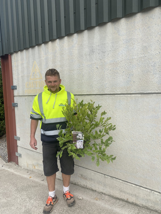 Magnolia Stellata Waterlily 4.5 Litre Pot