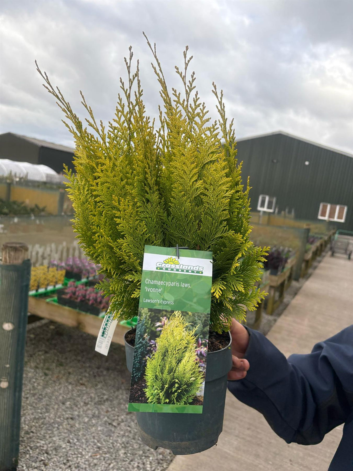 Chamaecyparis filifera Nana 2 Litre Pot