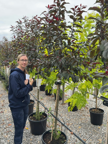 Malus Royalty Half Standard 15 Litre Pot