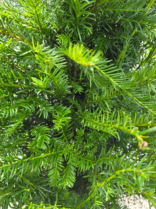 Yew Hedging 2 Litre 30-40 cm
