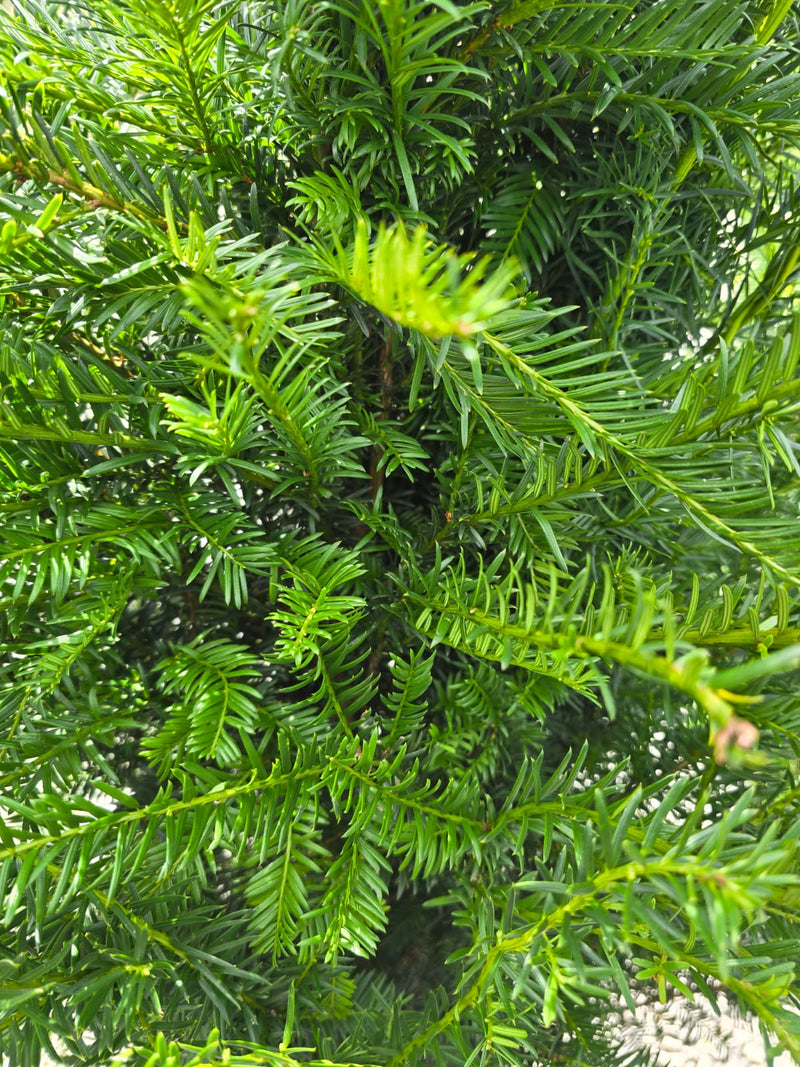 Yew Hedging 2 Litre 40/50 cm