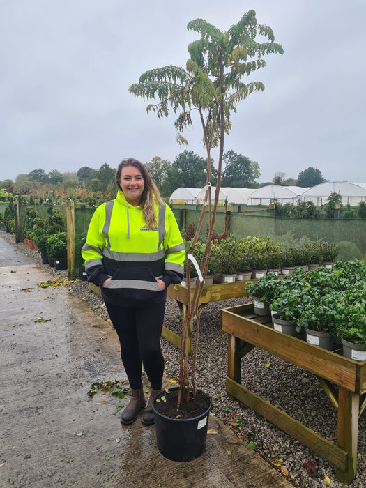 Rhus Typhinia Dissecta 20 Litre Pot 200cm Plus