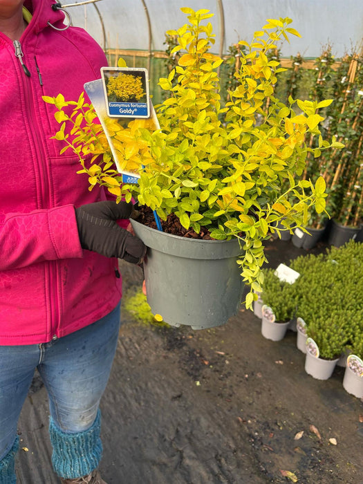 Euonymus Goldy 5 Litre Pot