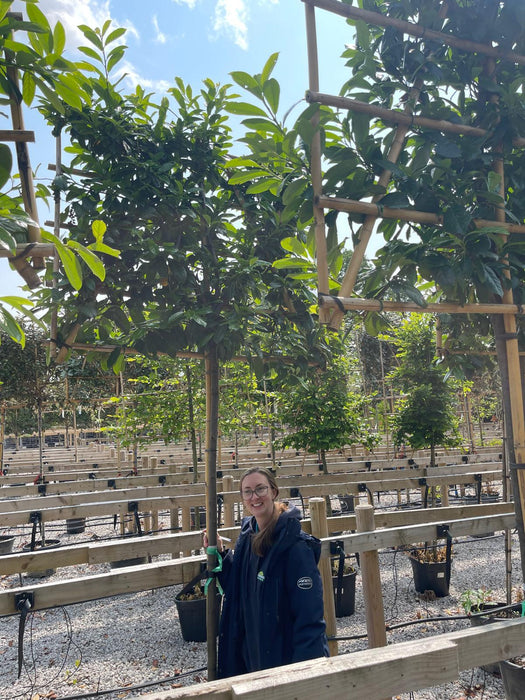 Prunus laur. Novita Pleached 180cm St 120 H x 150cm W Frame