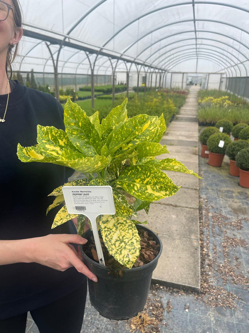 Aucuba Marmarata 3 Litre Pot