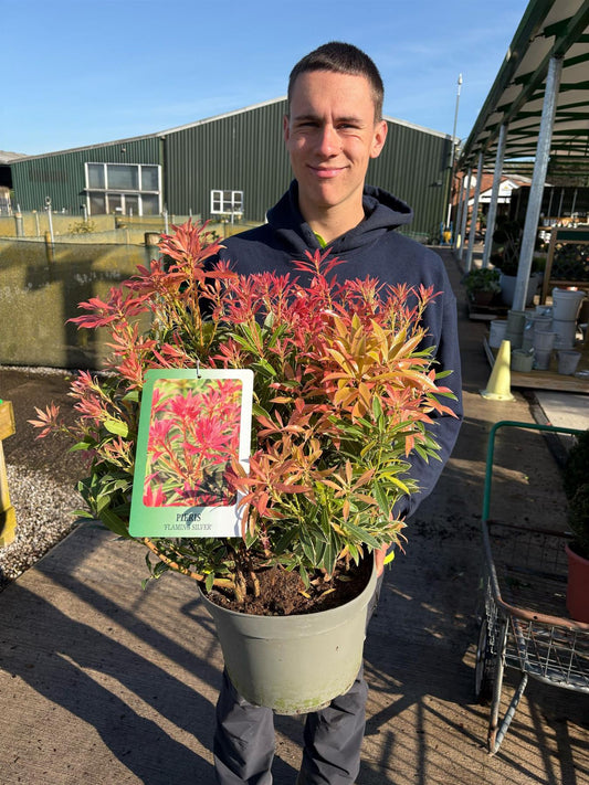 Pieris Japonica Flaming Silver 7.5 Litre Pot