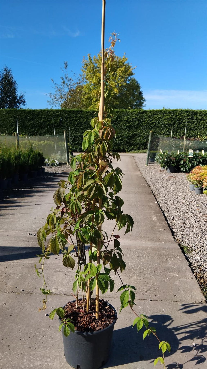 Parthenocissus Mix