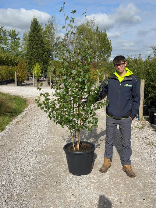 Betula Utilis Multi Stem 2/2.5m Pot Growing Ready-Pre-Order June