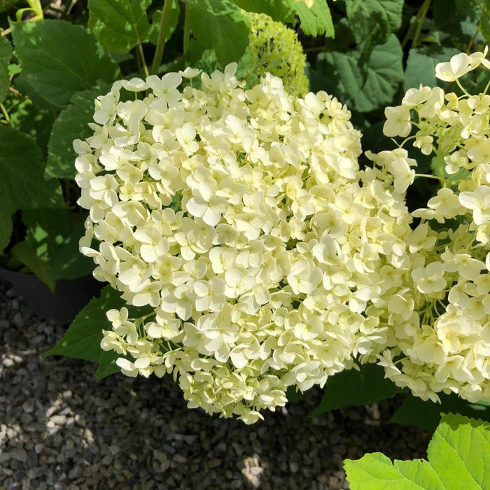 Hydrangea arborescens Annabelle 6 Litre Pot Delivery March