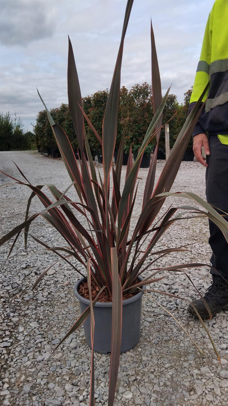 Phormium Sundowner 10 Litre Pot