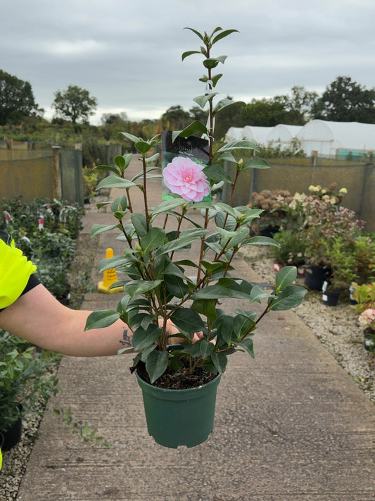 Camellia Mrs Tingley 1.5 Litre Pot