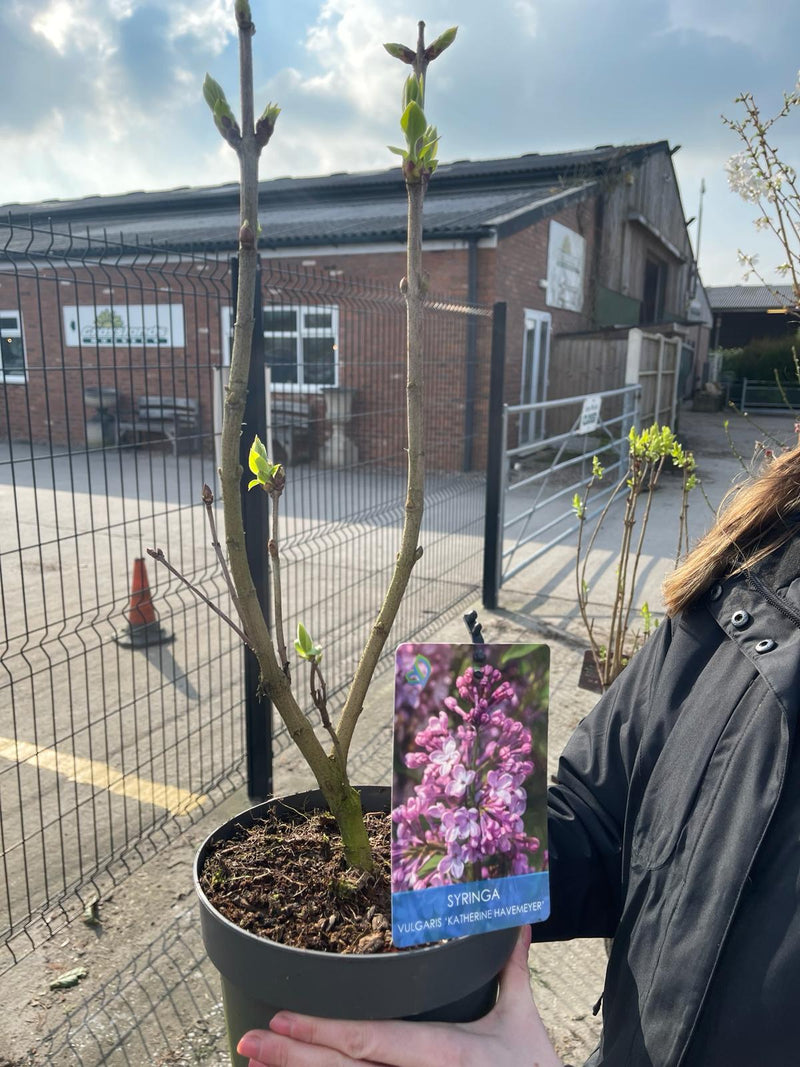 Syringa katherine Havemeya 3 Litre Pot