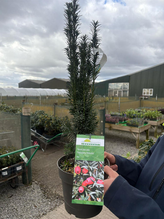 Yew Fastigiata Robusta 4.5 Litre Pot