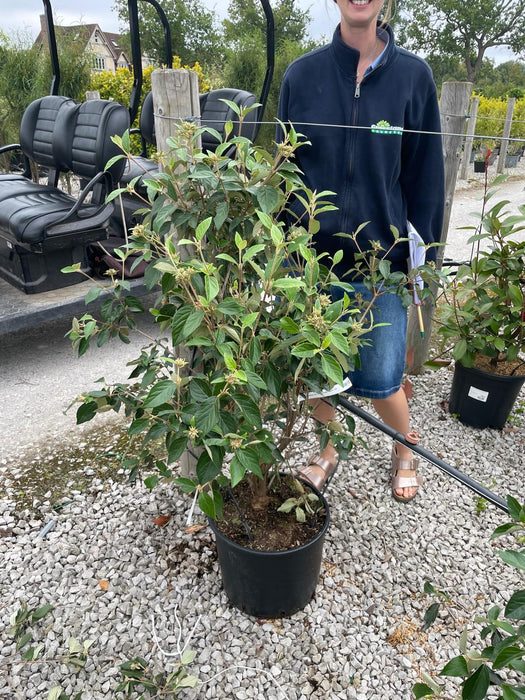 Viburnum Eskimo 20 Litre Pot 80/100cm Tall