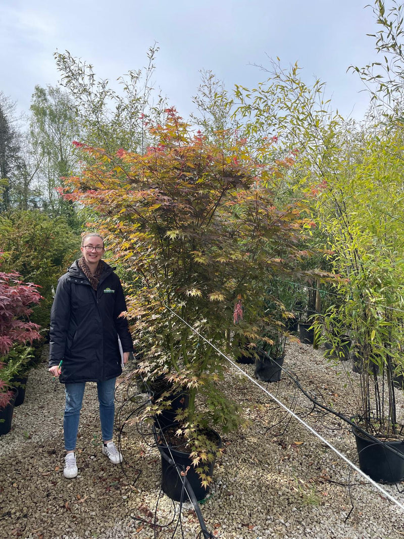 Acer palmatum brown Sugar 35 Litre Pot