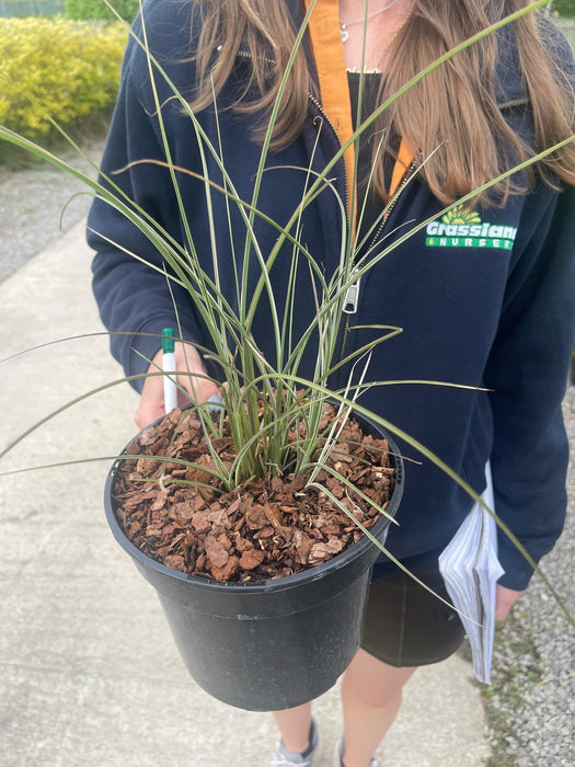 Miscanthus Sinensis Morning Light 3 Litre Pot