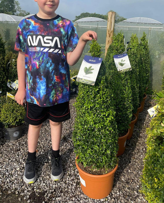 Buxus Cone 10 Litre Pot 70-80cm