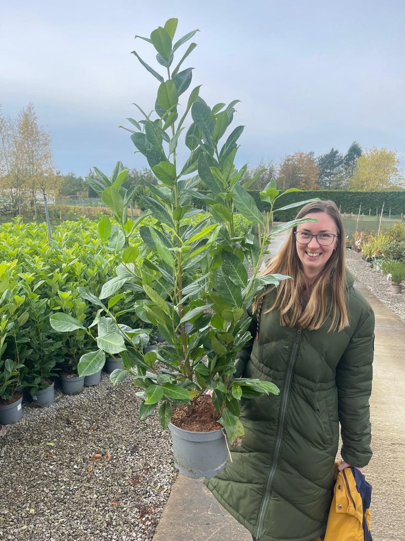 Laurel Hedging, Cherry Laurels 5 Litre Pot 80/90cm