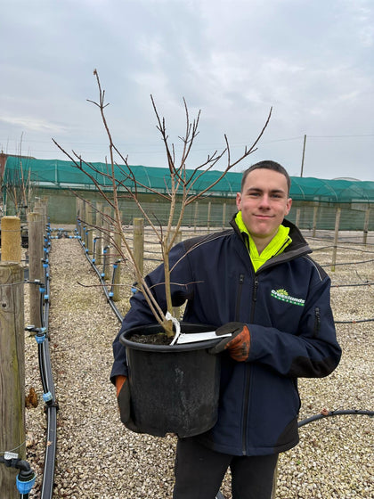 Cotinus Golden Golden Lady 4.5 Litre