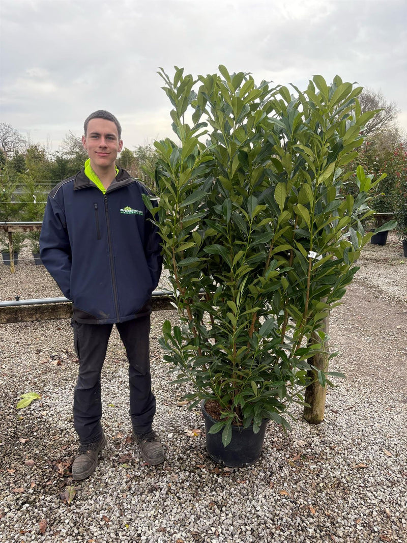 Cherry Laurel Hedging Caucasica 25 Litre Pot 150/175cm Super Wide