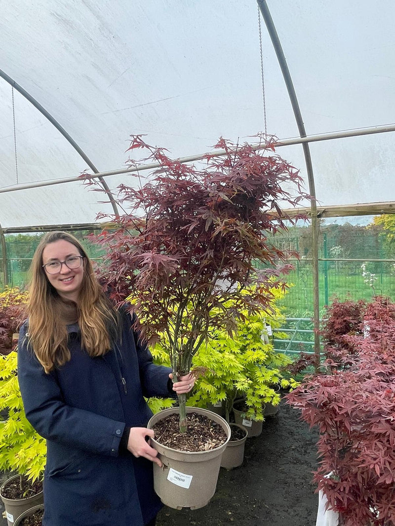 Acer palmatum Shaina 10 Litre Pot