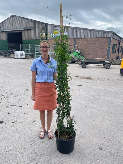 Clematis Avalanche 20 Litre Pot 175/200cm Tall