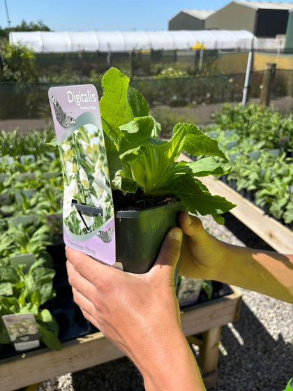 Digitalis Hanabee White 3 Litre Pot