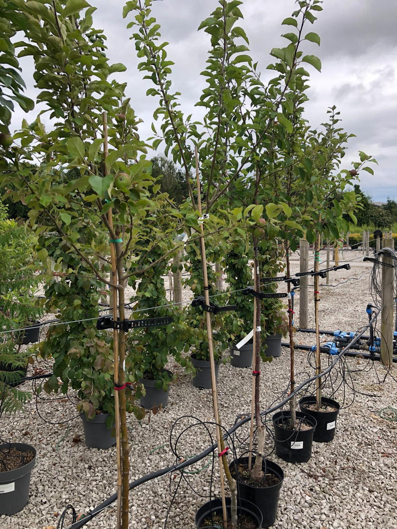 Apple Gala 10 Litre Half Standard