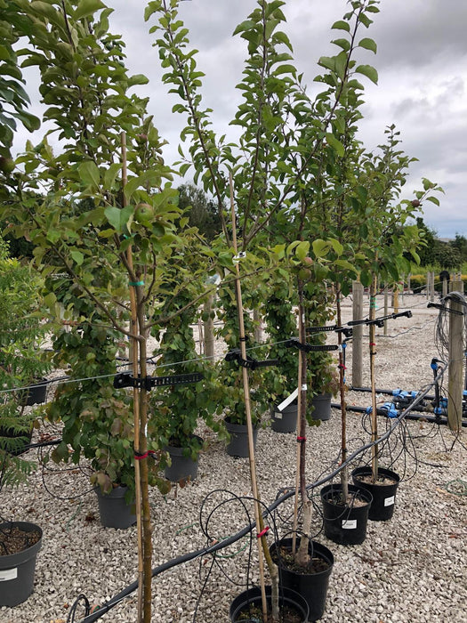 Apple Gala 10 Litre Half Standard