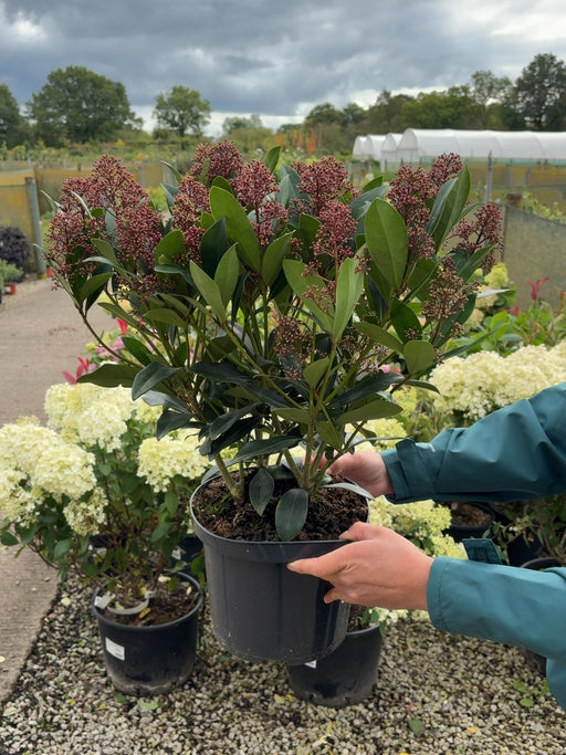 Skimmia Japonica Rubella 5 Litre Pot