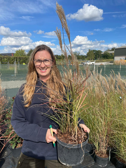 Miscanthus Ferner Osten 5 Litre Pot